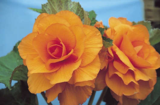 B. ‘Matador’